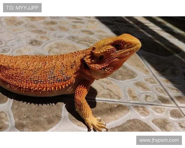 鍠€浠€鏉噧鐖嗕腑浜氾紒鏂扮枂鐢ㄨ冻鐞冩灦璧蜂笣璺柊妗ユ 鍠€浠€鏉噧鐖嗕腑浜氾紒鏂扮枂鐢ㄨ冻鐞冩灦璧蜂笣璺柊妗ユ